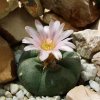 Lophophora _williamsii _04